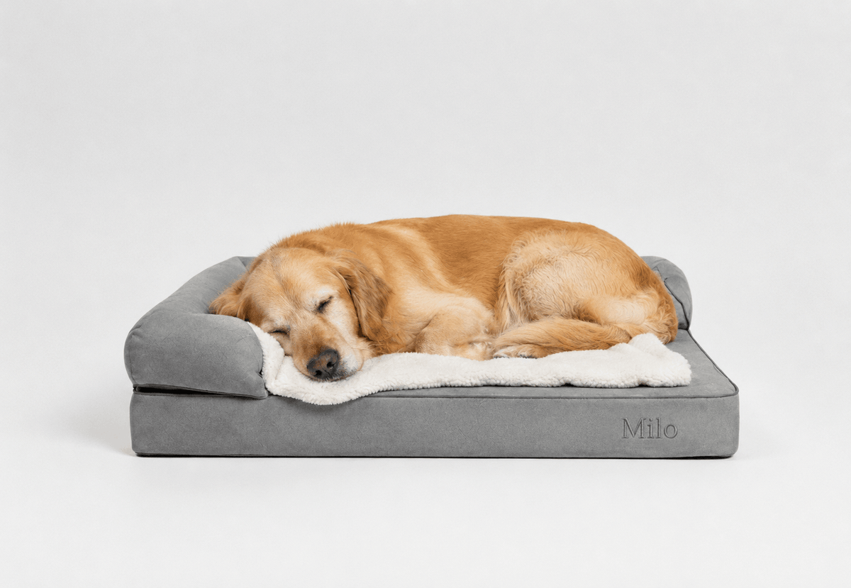 Perro durmiendo en una cama para perros, mostrando bienestar animal y descanso.
